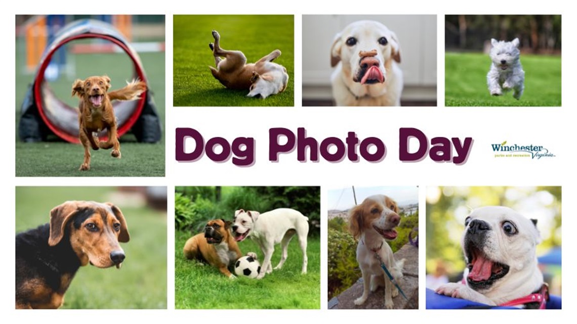 Dog Photo Day Full Width.jpg