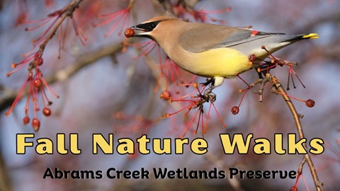 Fall 2026 Nature Walks for web.jpg